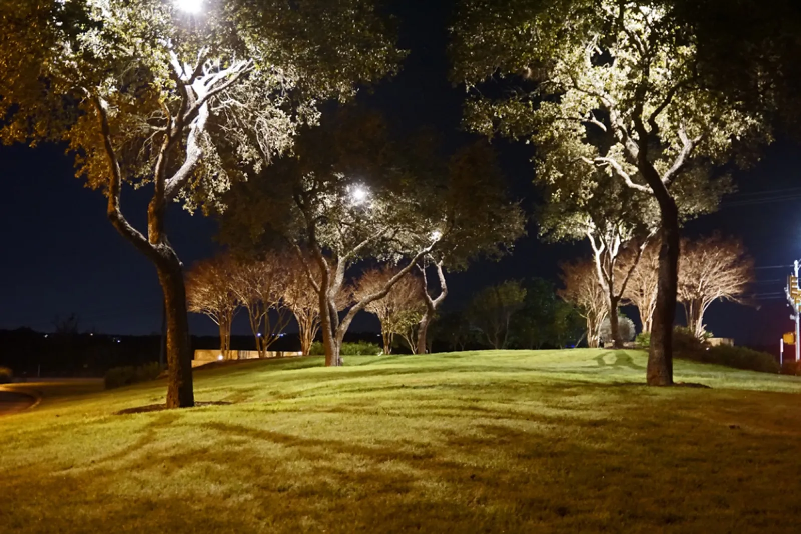 Warm LED up-lighting on mature trees across a Texas landscape at night